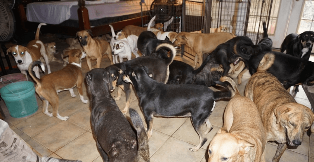 Woman saves 97 dogs from Hurricane Dorian by bringing them into her house
