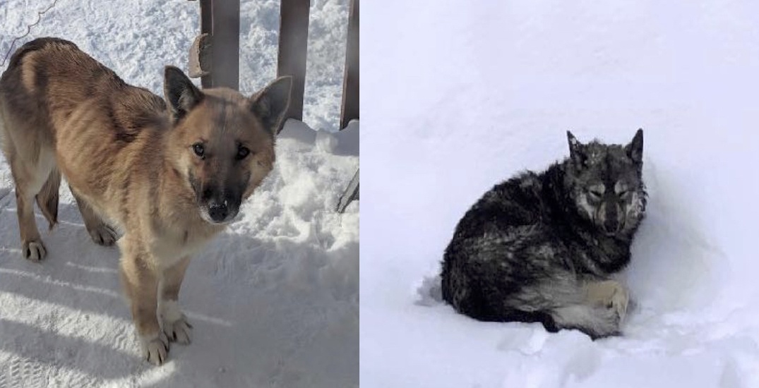 Flight companions needed to save dogs from freezing in rural areas