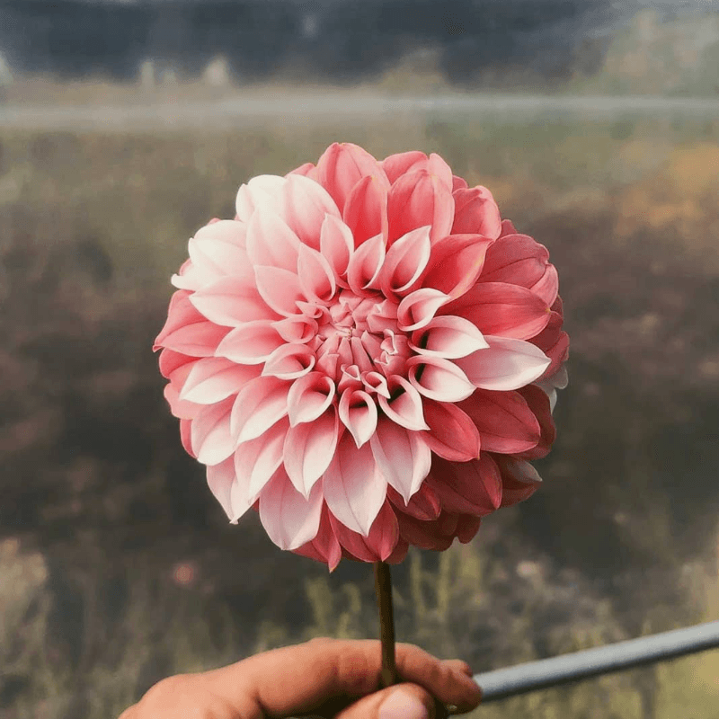 Toronto flower market 