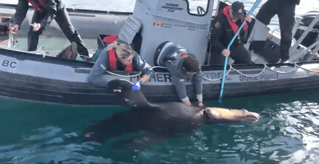 500 kg Stellar sea lion untangled from plastic packaging garbage