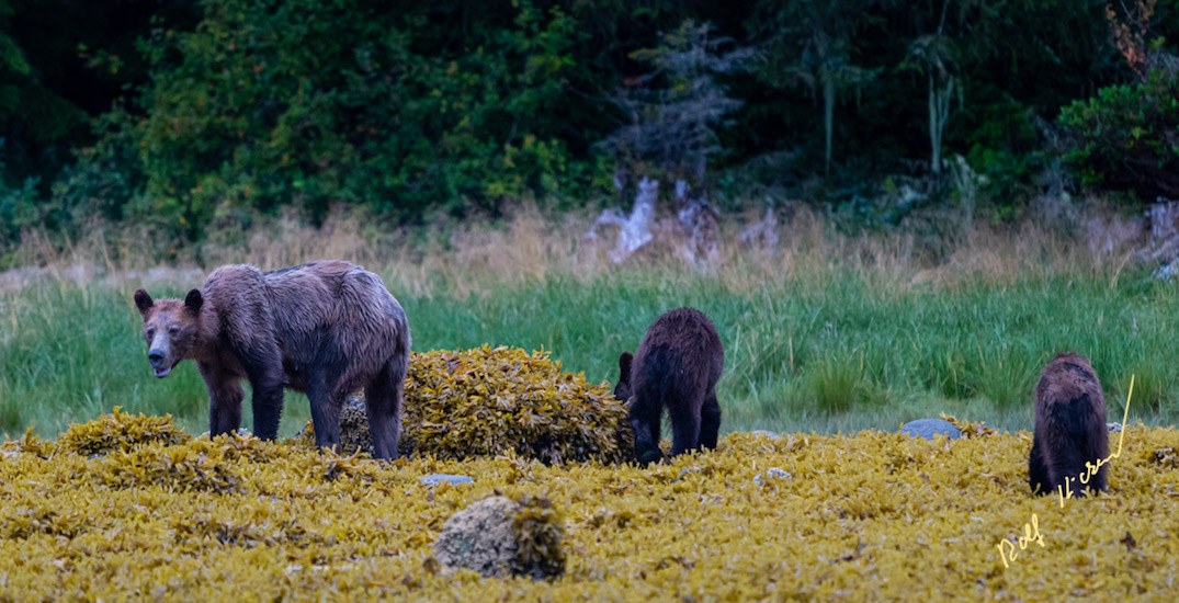 Starving grizzly bear photos sparks call to better protect wild BC salmon