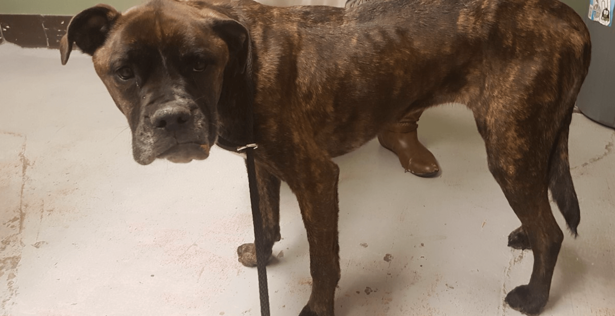 Emaciated dog with gunshot wounds requires emergency care