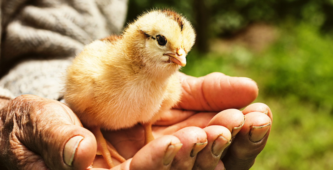 We worked with a BC egg farmer for a day: here’s what happened