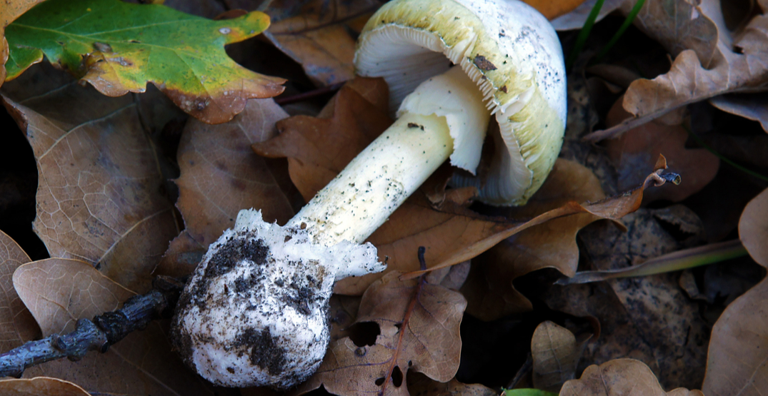 Mushroom poisonings on the rise warns BC Centre for Disease Control