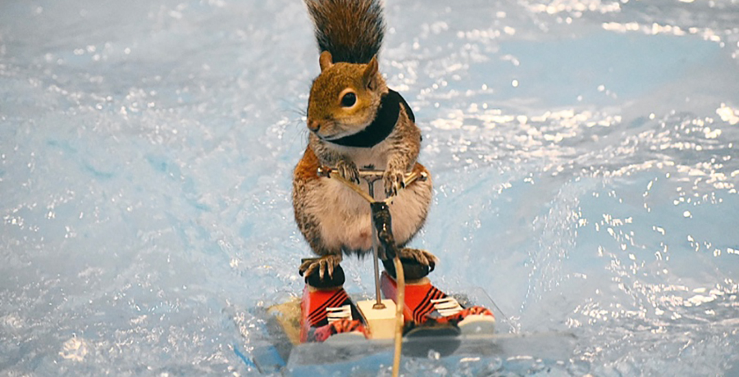 A water-skiing squirrel is coming to the Vancouver International Boat Show