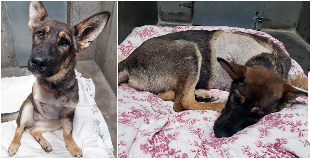 Unsecured puppy suffers horrific injuries falling out of pickup truck