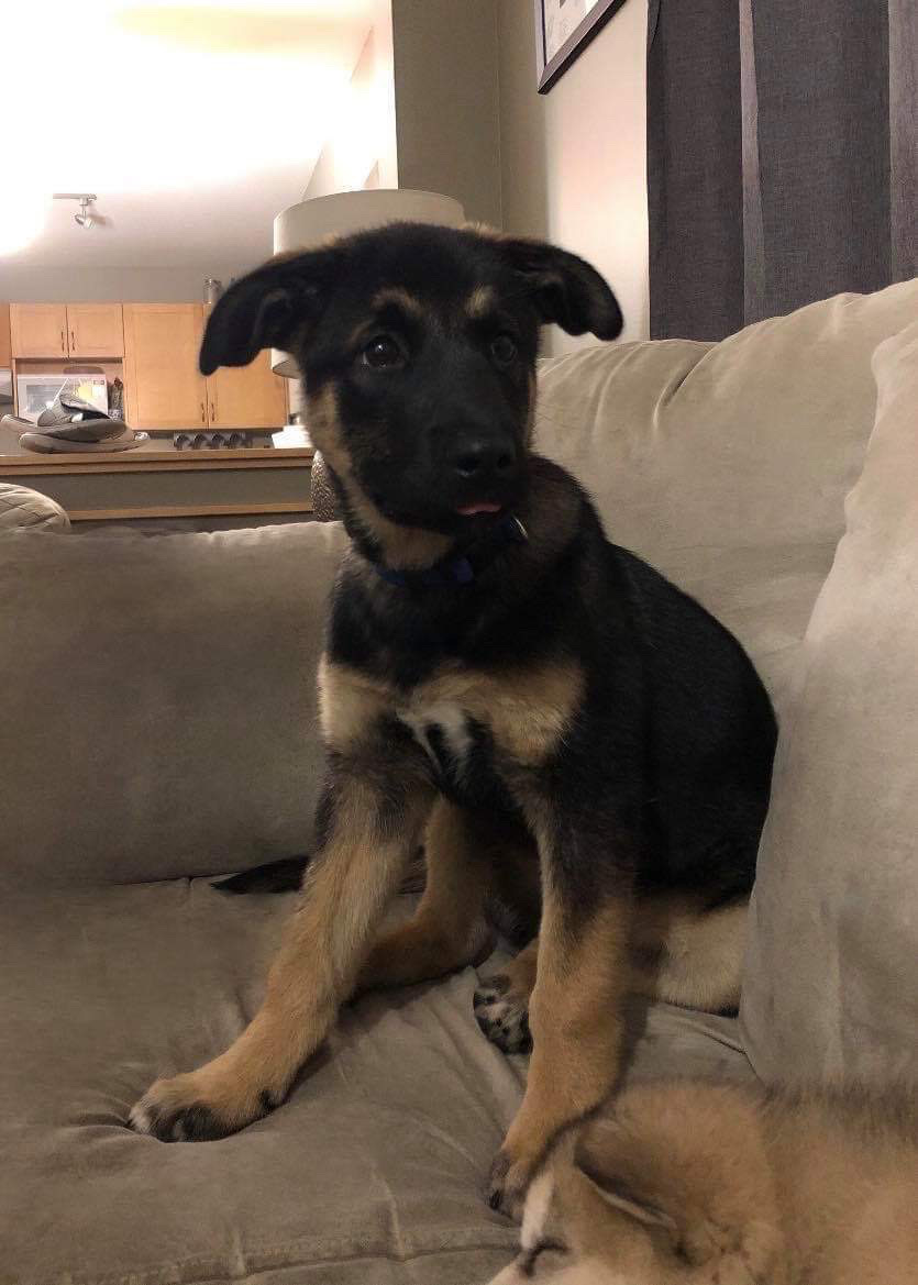 CAARE rescue puppy