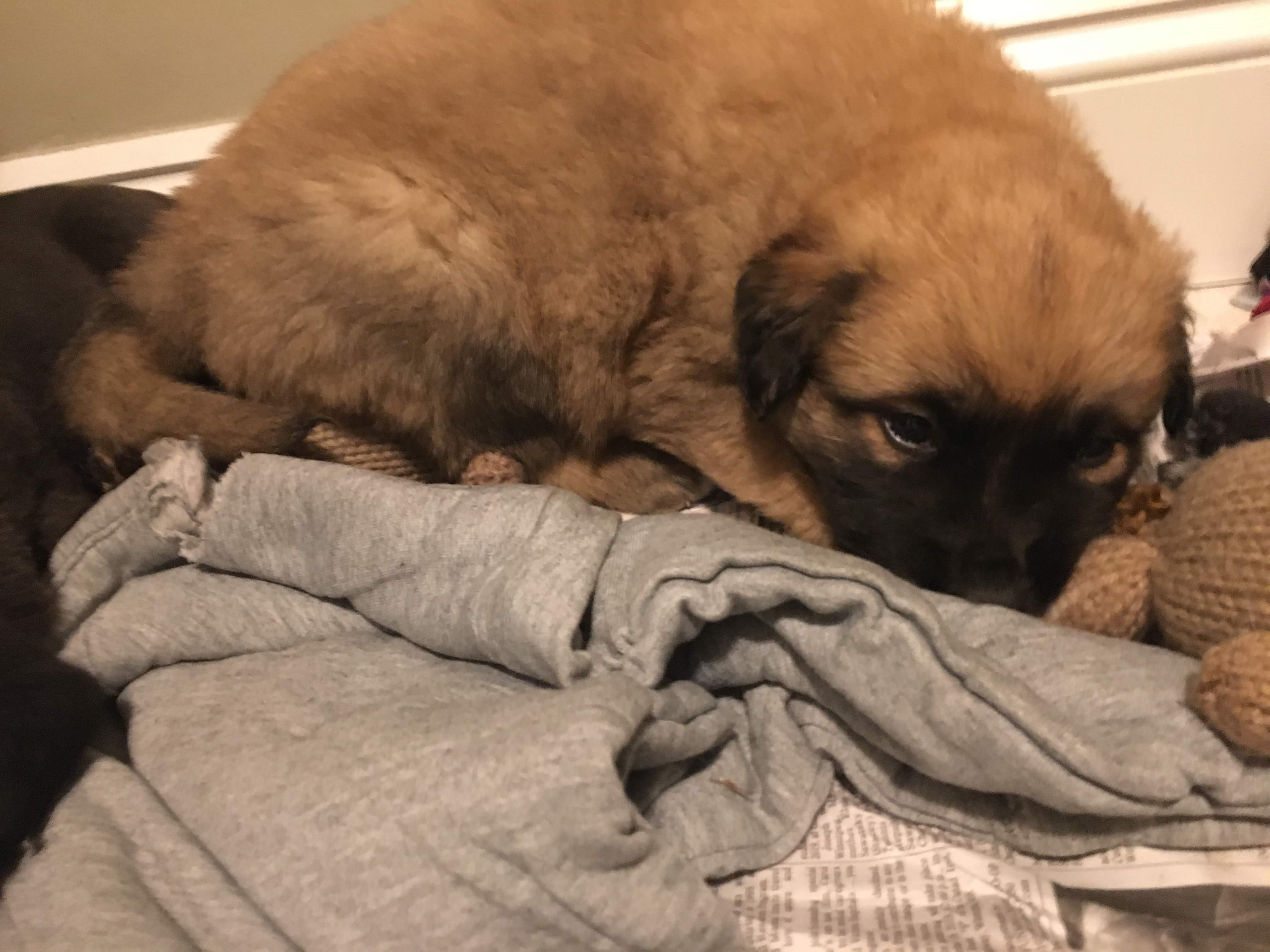 CAARE rescue puppy