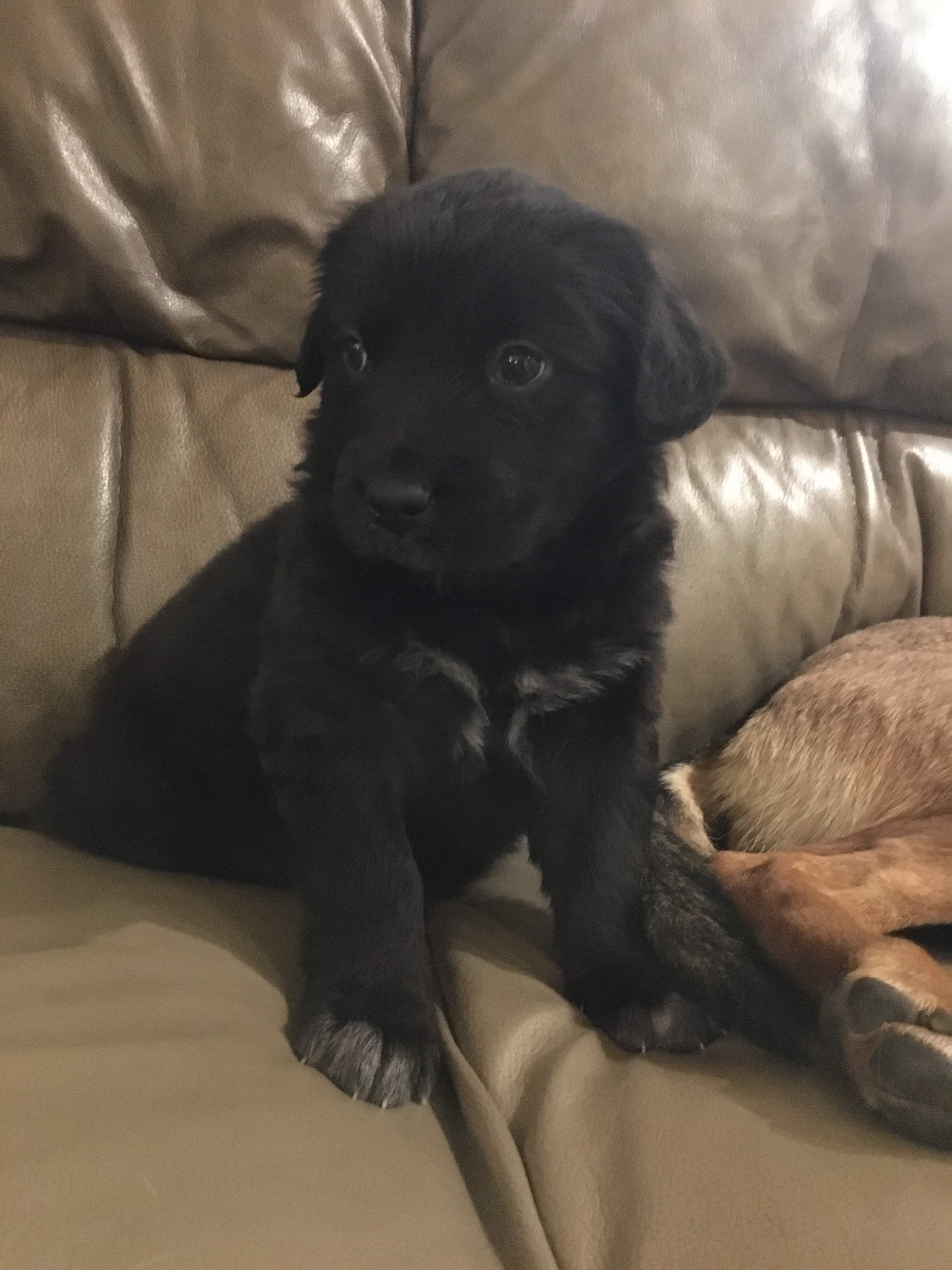 CAARE rescue puppy