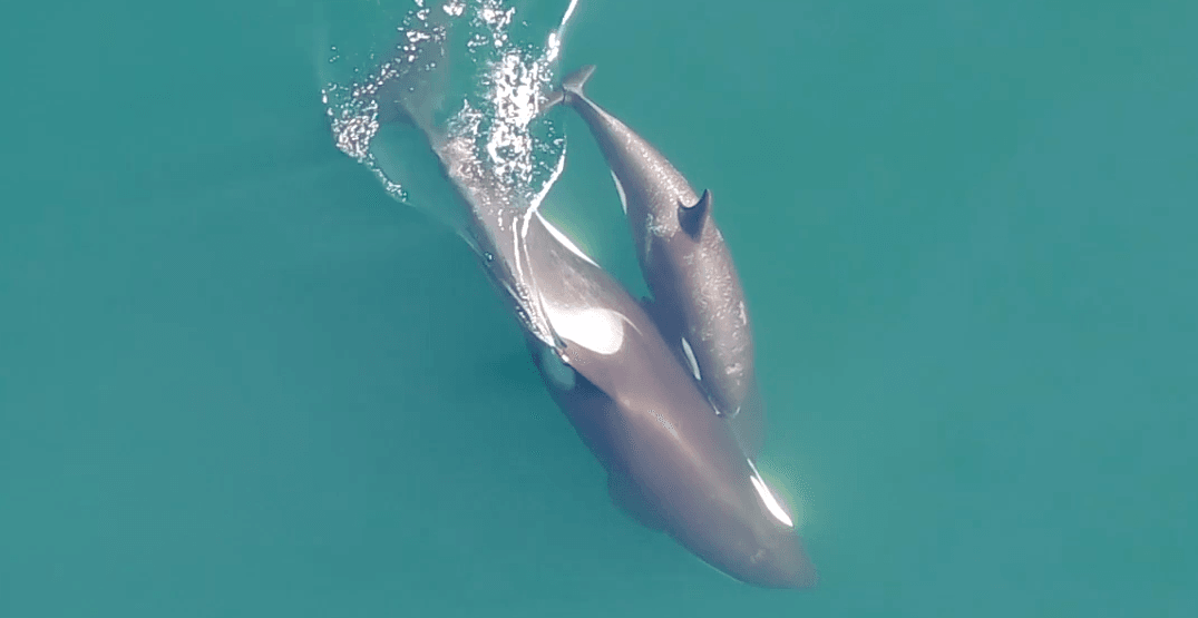 Incredible footage captures private behaviour of killer whales in BC (VIDEO)