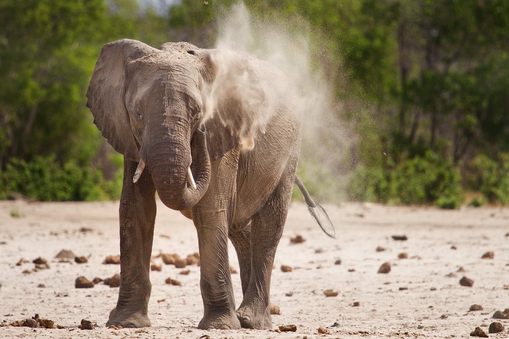 elephants-zimbabwe