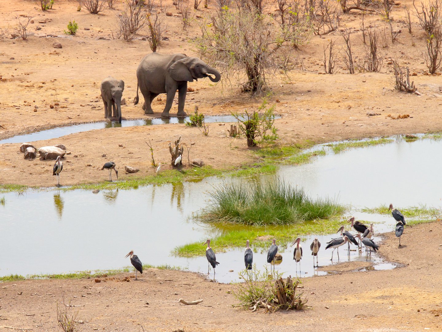 elephants-zimbabwe