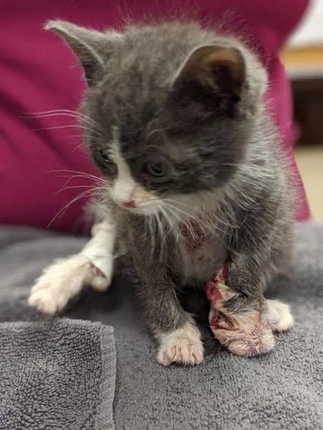kitten
