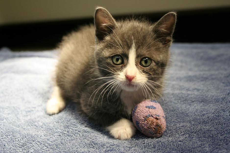 kitten
