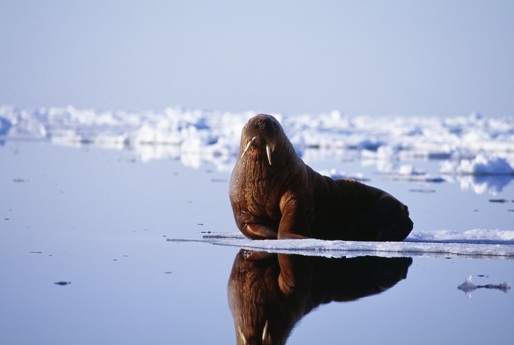 greenland