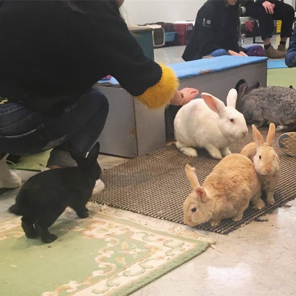 bunny cafe