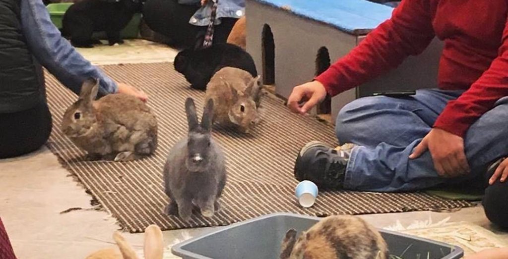 bunny cafe