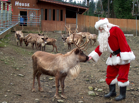 Pet, feed, and play with reindeer at this Issaquah festival