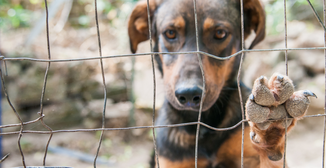 20 animals "in distress" seized from Langley property: BC SPCA