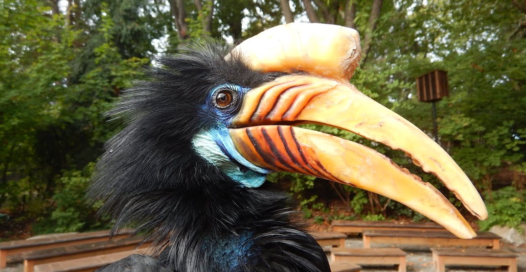 Woodland Park Zoo's female knobbed hornbill dies at 22