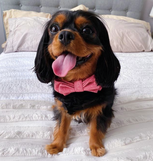 Pawzy