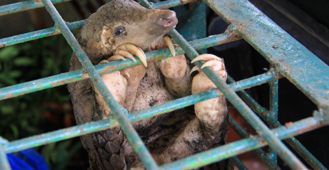 Opinion: We can't afford to ignore the deadly wildlife trade
