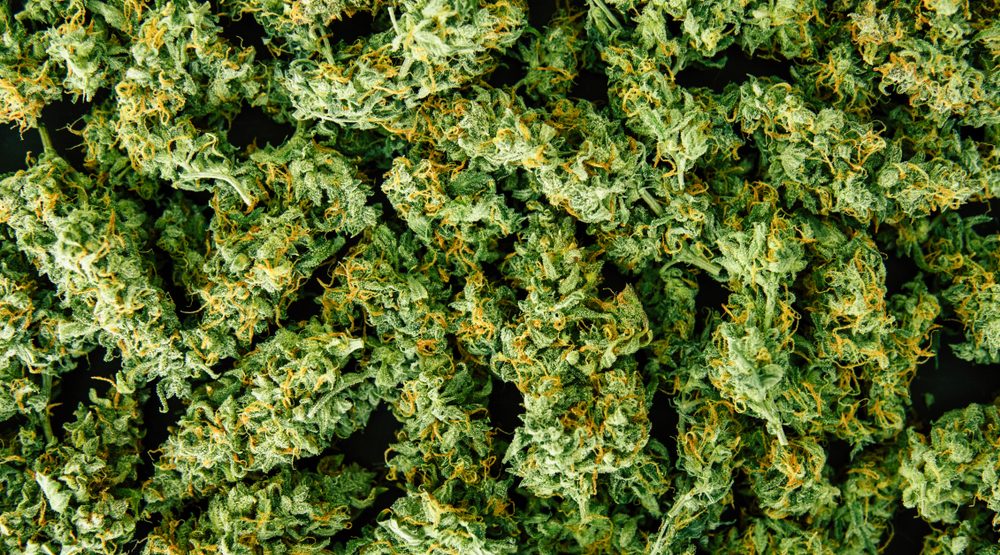 116% increase in class action lawsuits against cannabis companies: report
