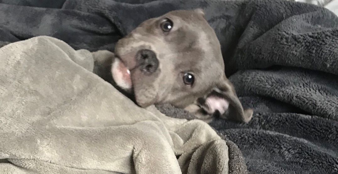 These animals in the GTA need fostering during the pandemic