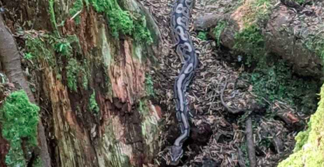 A python was found in a Surrey park this week