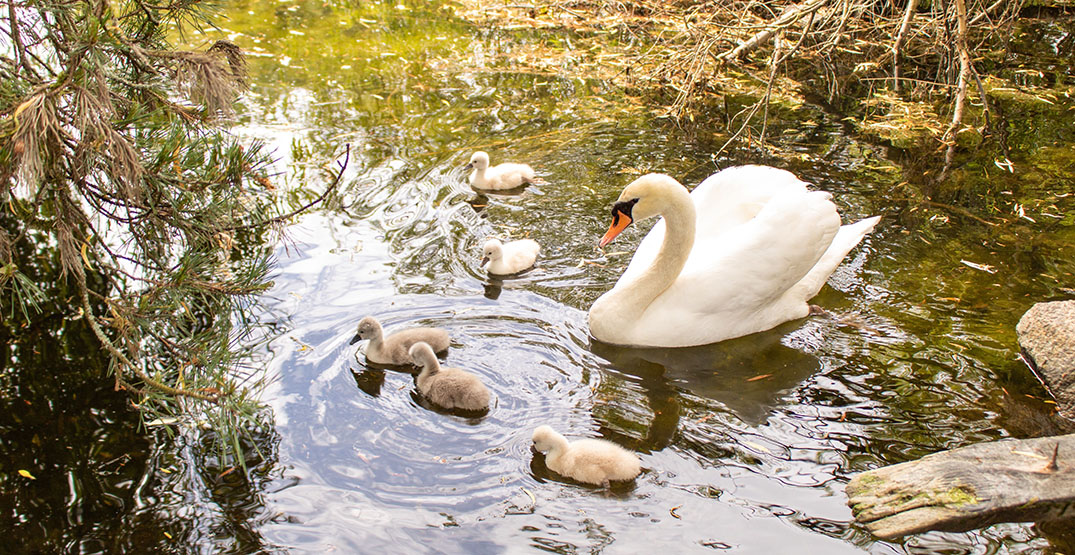 Ambleside's baby swans will soon be removed and sent to a sanctuary