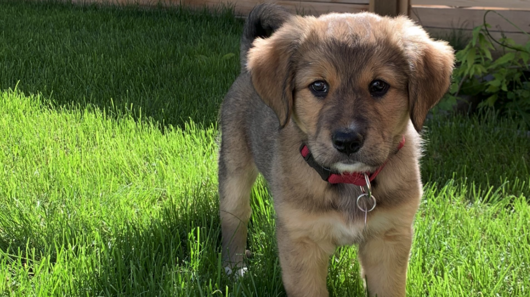 "Finding new ways to cope": BC shelters see uptick in dog adoptions during pandemic