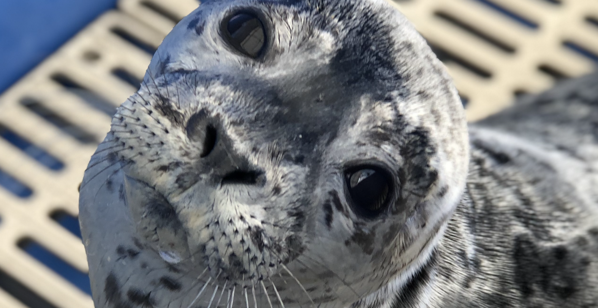 Daily Hive Readers: It's time to pick a name for your seal