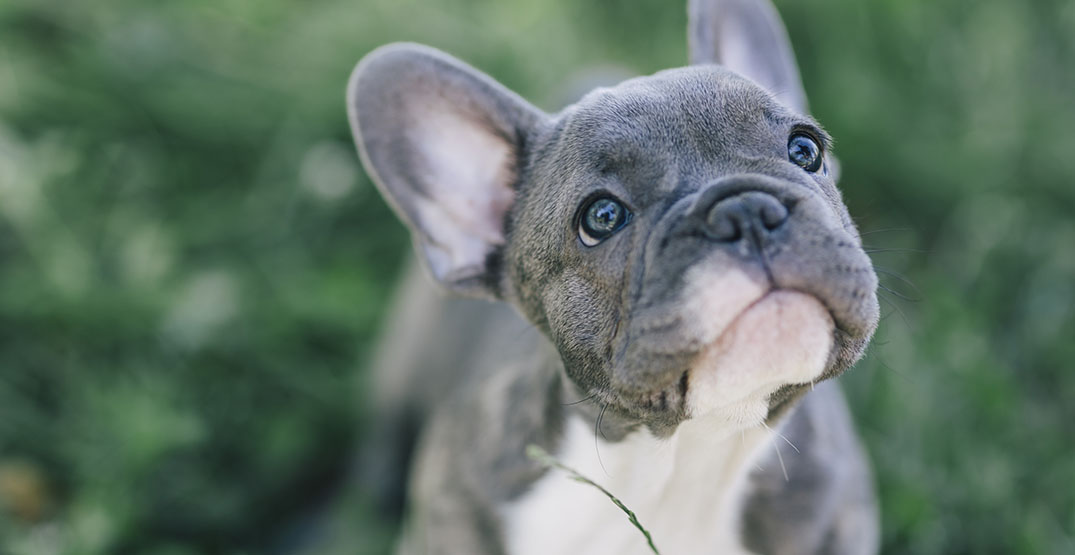Dozens of puppies arrive dead on flight to Canada from Ukraine