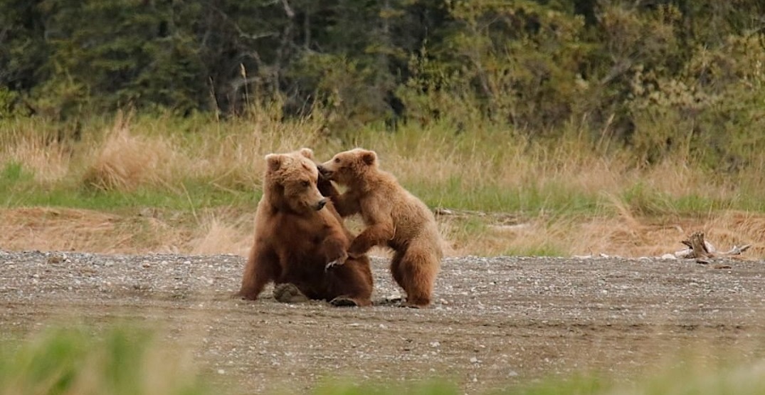 Watch Alaskan brown bears hunt salmon via livestream (VIDEO)