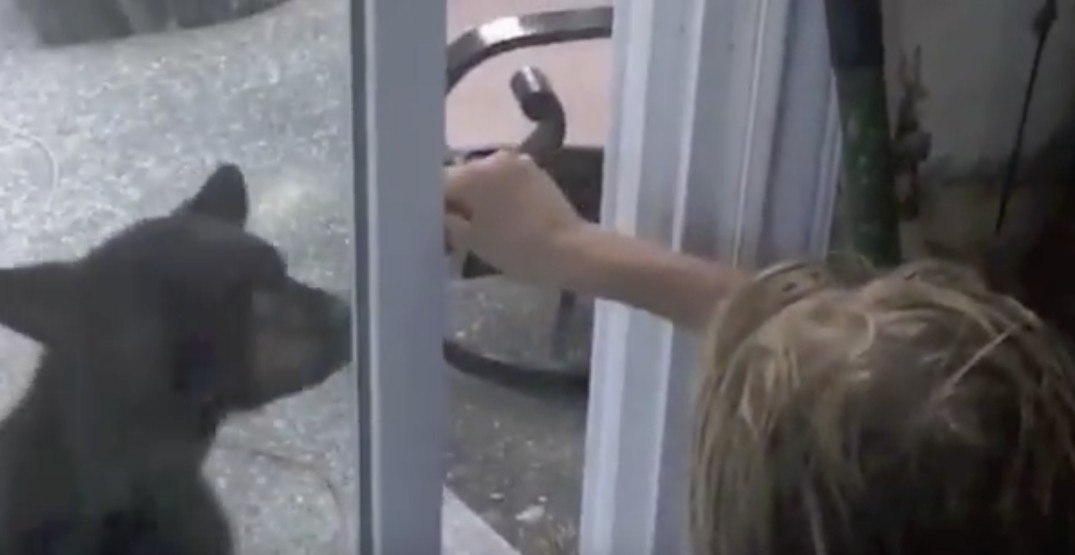 West Vancouver man charged over feeding bears from porch