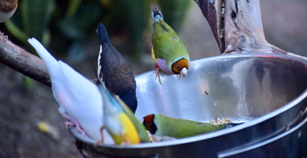 bloedel bird bowl