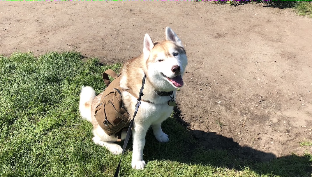 husky