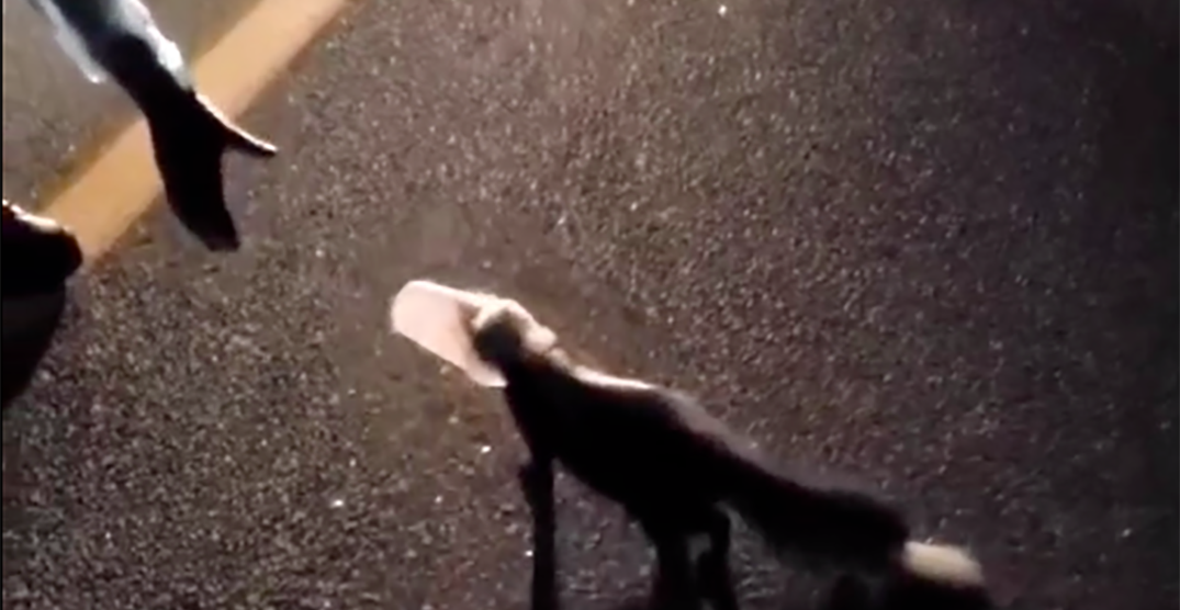 Canadian paramedic saves skunk trapped in plastic Tim Hortons cup