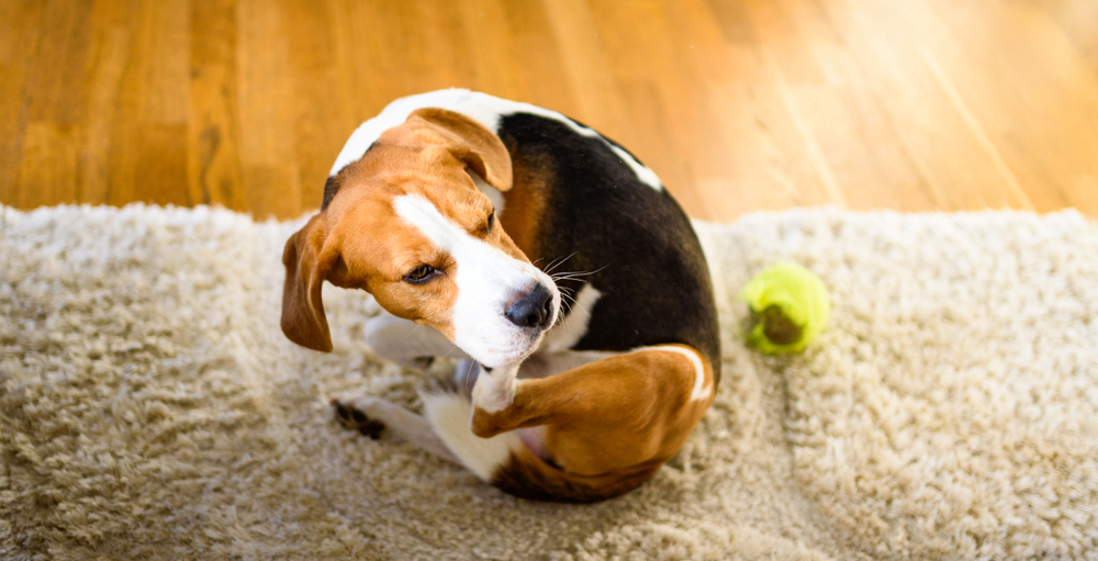 8 signs your pet's itching is more serious than you think