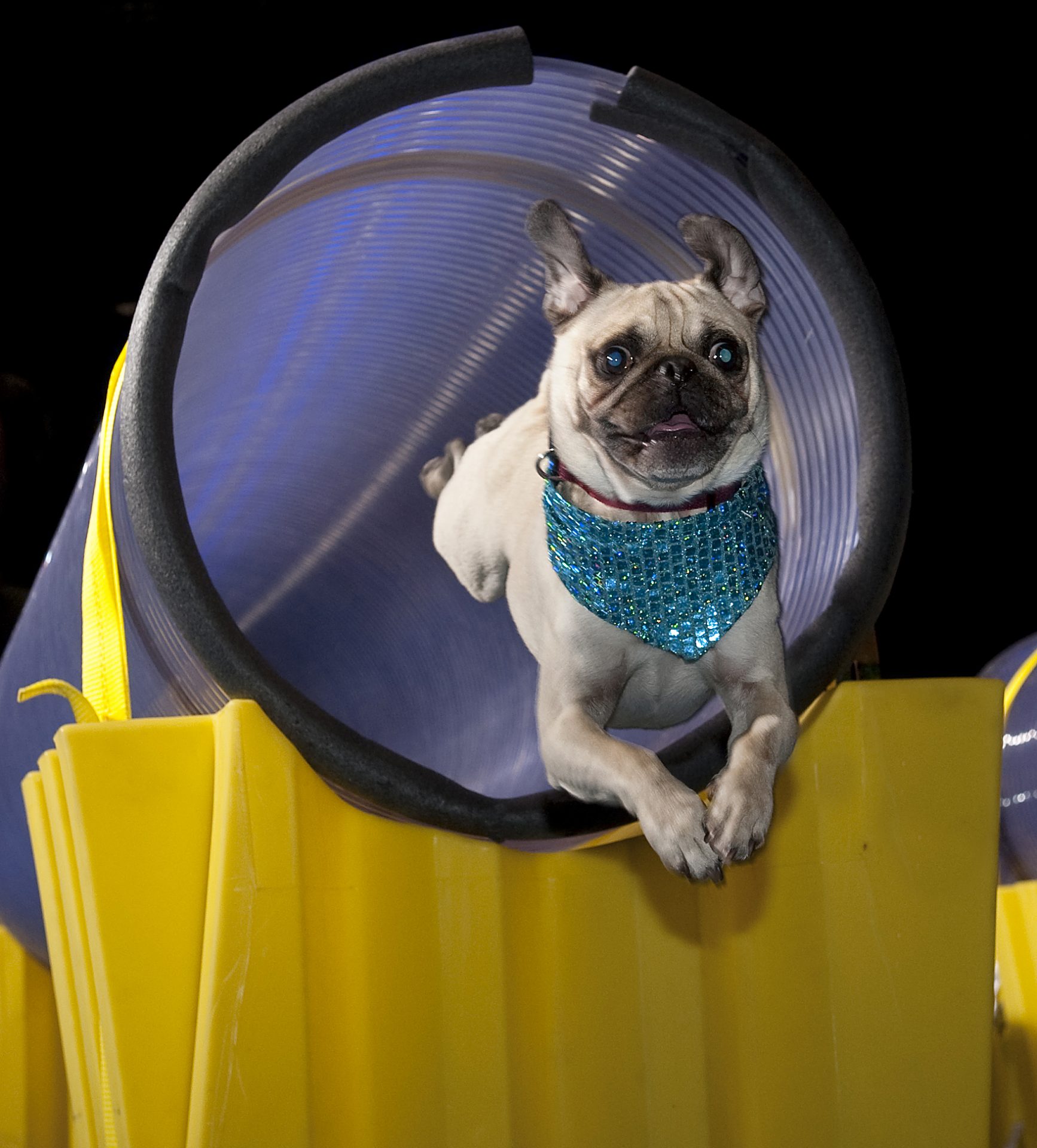 superdogs