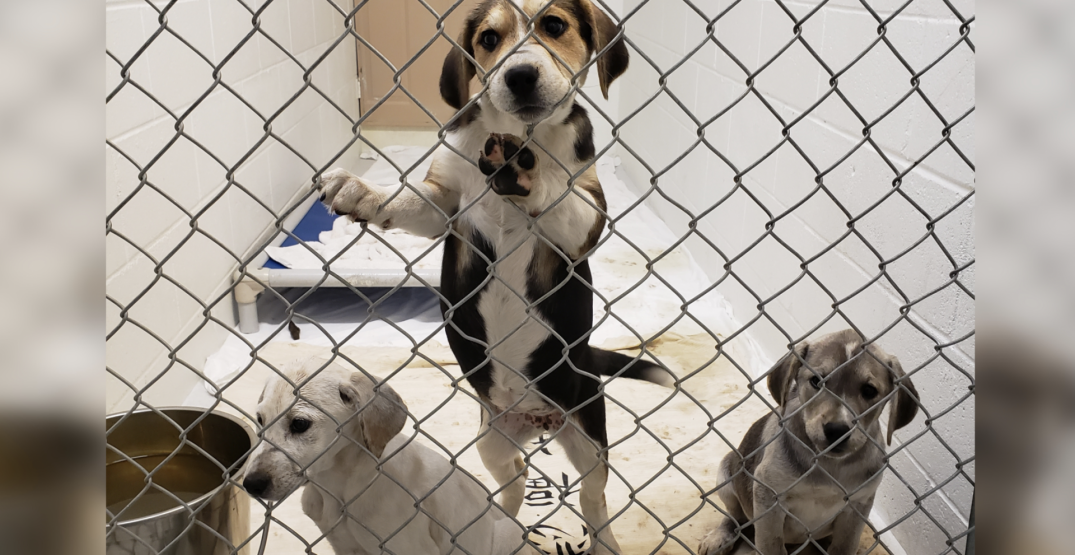 97 neglected animals seized from BC property: SPCA