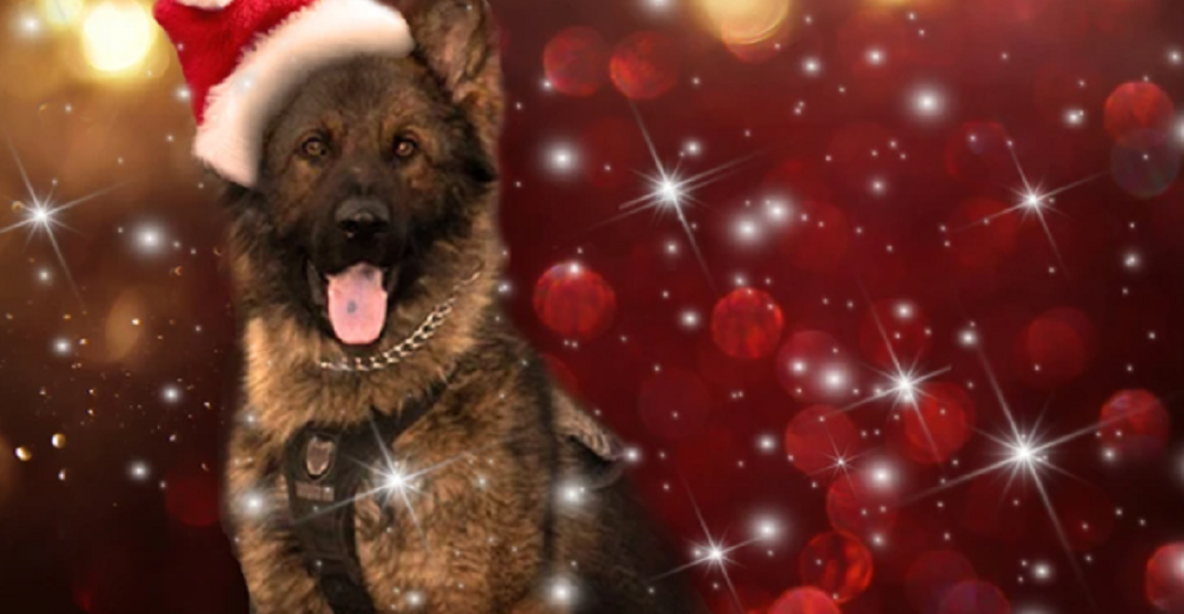 The Calgary Police Service just launched its 2021 canine calendar