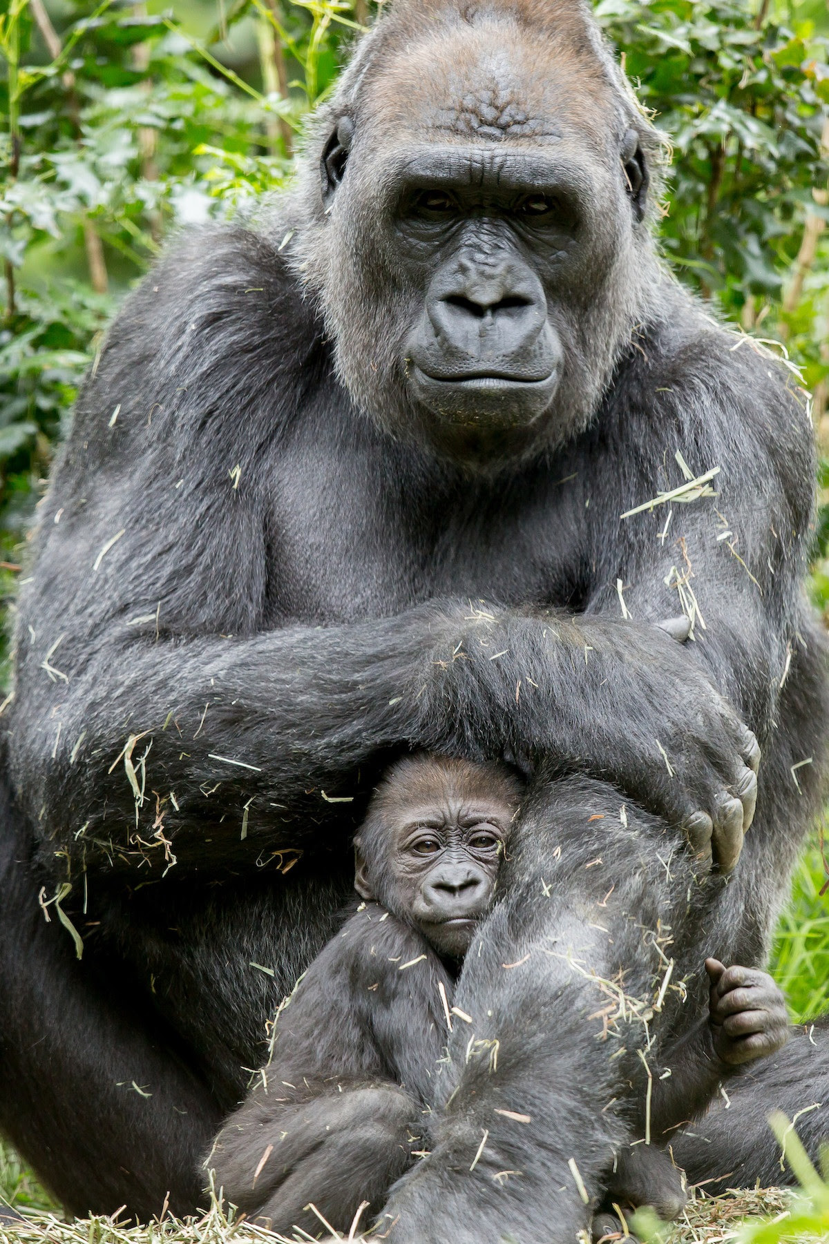 Woodland Park Zoo