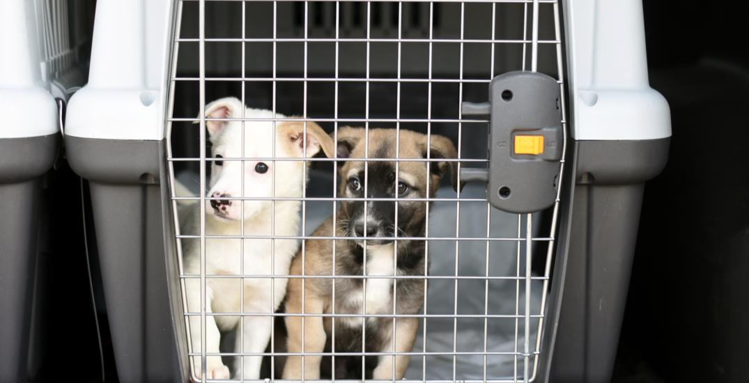 Over 600 animals just landed in Seattle looking for their "furever" families