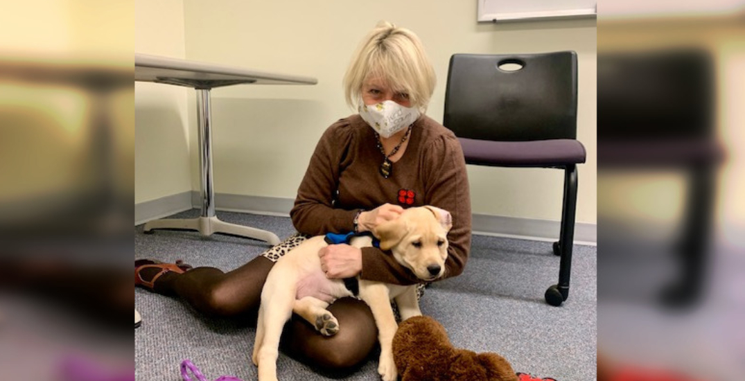 Dr. Bonnie Henry finally met one of the guide dogs named after her (VIDEO)