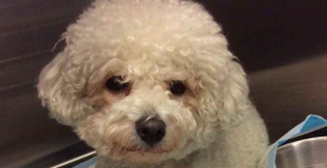 Dog with broken leg rescued in Vancouver after being advertised for sale online