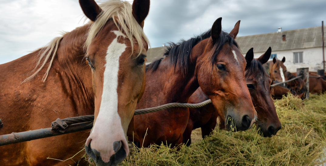 Opinion: We need to stop shipping Canadian horses overseas for sushi