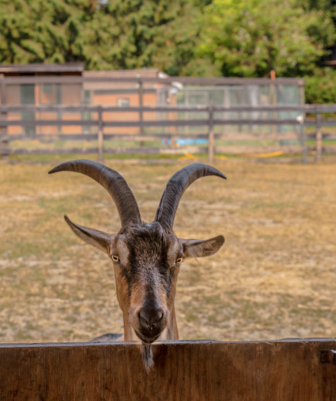 Happy Herd Sanctuary