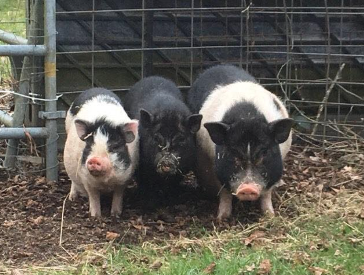 Little Oink Bank Pig Sanctuary