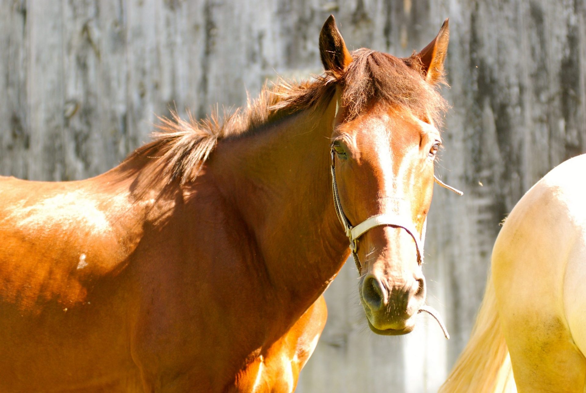 Canadian Horse Rescue and Re-Homing Society